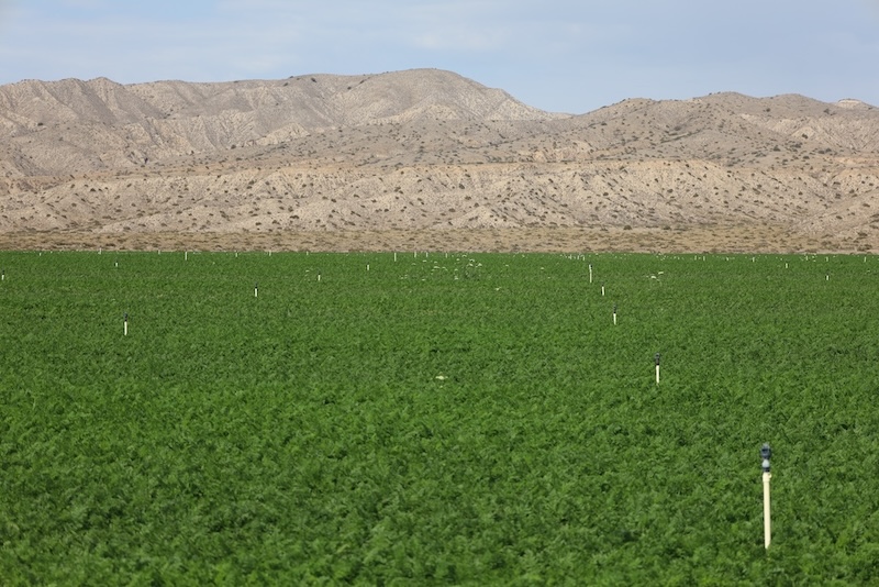 Carrots growing in Cuyama