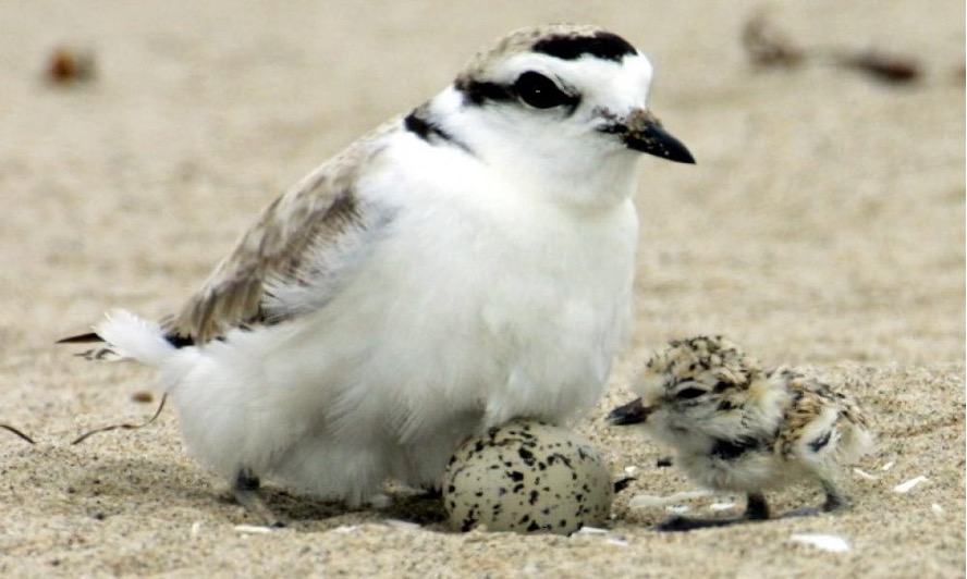 snowy plover